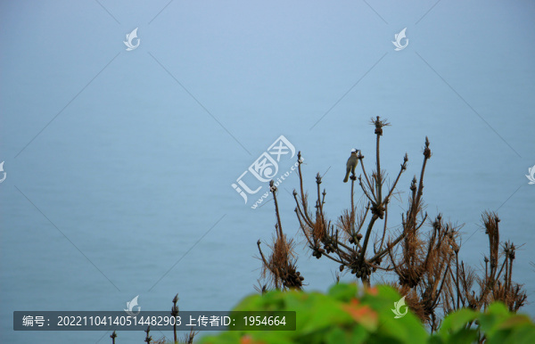 觀海