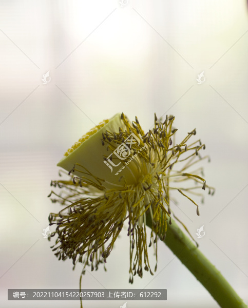 蓮蓬初長成