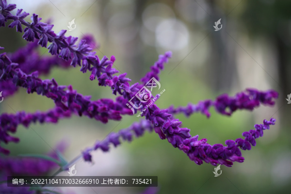 墨西哥鼠尾草