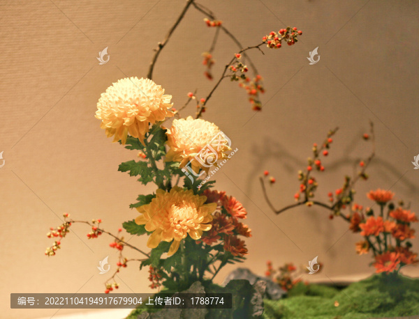 菊花展