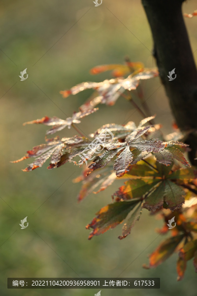 紅葉