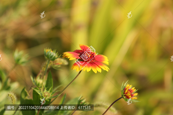 晨光中的菊花