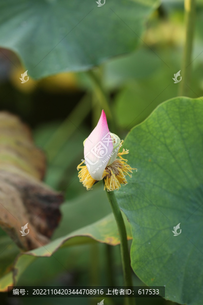 高清荷花攝影