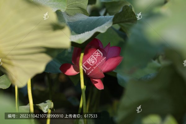 高清荷花攝影