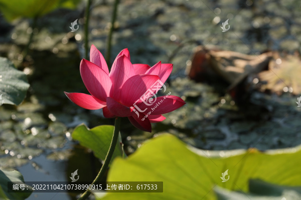 高清荷花攝影