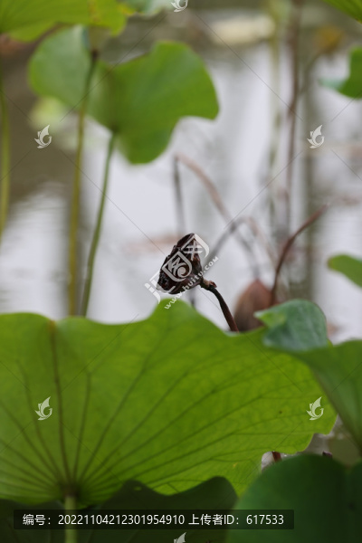 蓮蓬