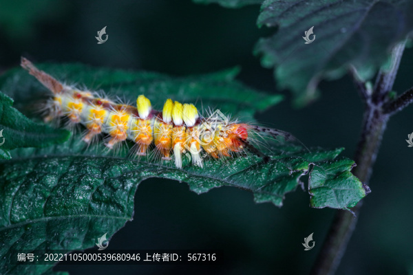 毛蟲(chóng)