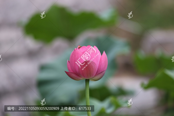高清荷花攝影