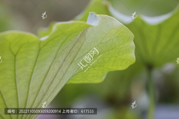 高清荷葉攝影