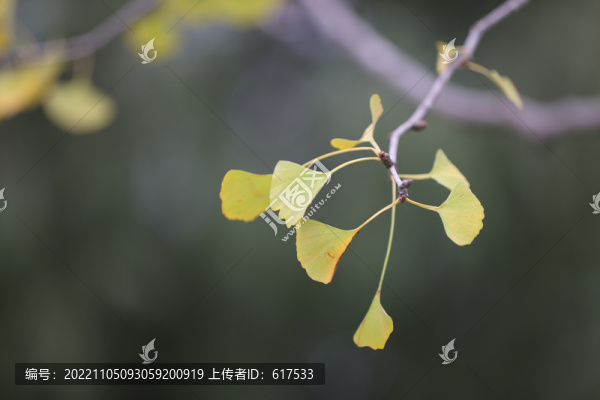 銀杏