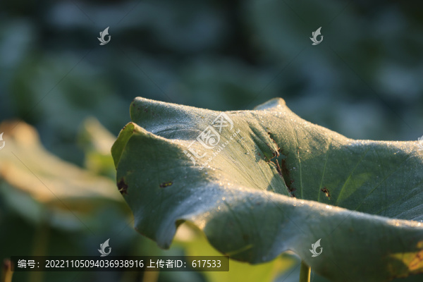 精品荷葉攝影