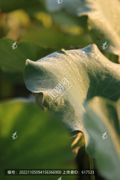 精品荷葉攝影