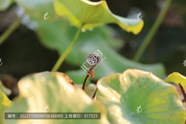 精品蓮蓬攝影