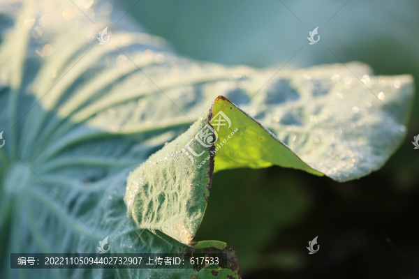 高清荷葉攝影