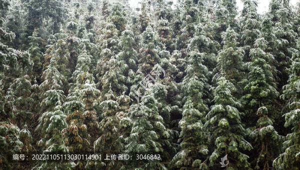 森林雪景