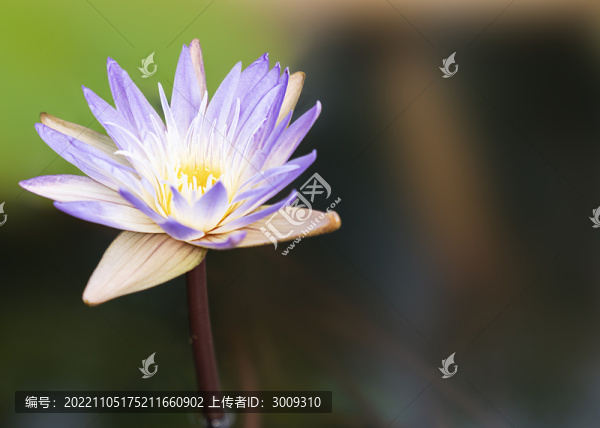 蓮花
