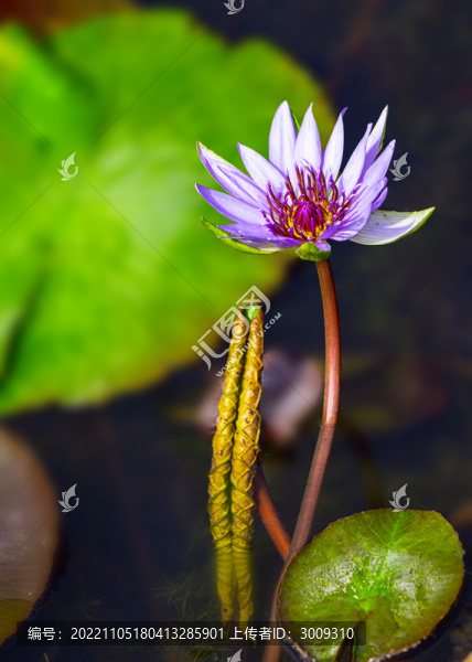 蓮花
