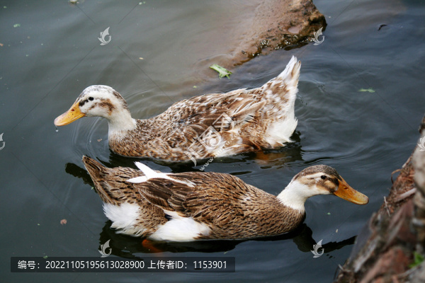 麻鴨