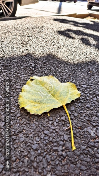 路邊的楊樹葉