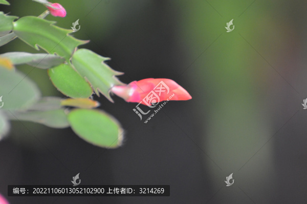蟹爪蘭