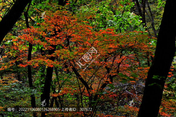 桓仁楓林谷紅葉