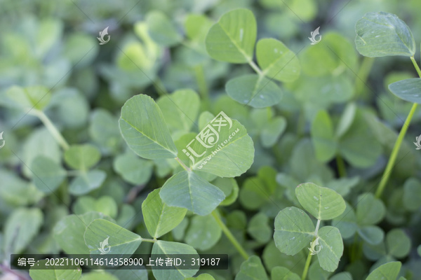 草頭