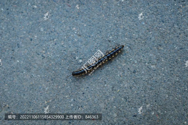 山蛩蟲