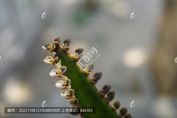 落地生根