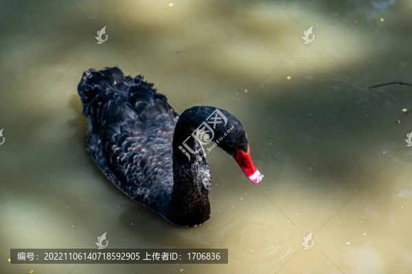 黑天鵝