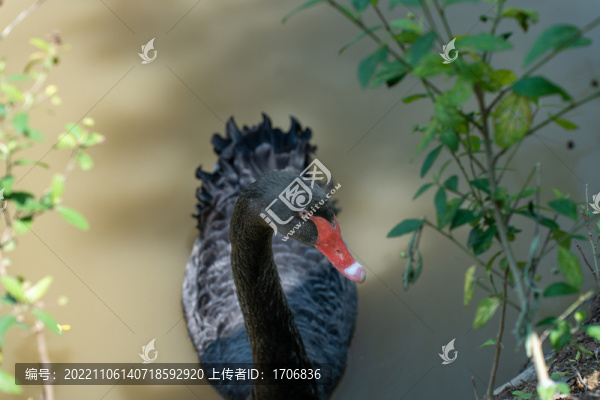 黑天鵝
