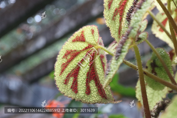鐵甲秋海棠葉子