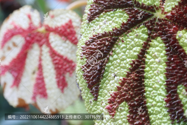 葉子肌理