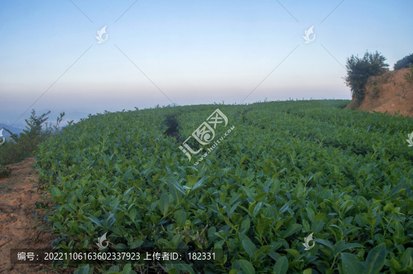 茶園茶葉