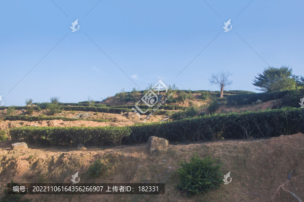 梯田茶山掠影