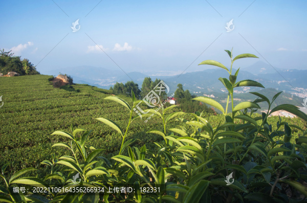 福建烏龍茶茶園