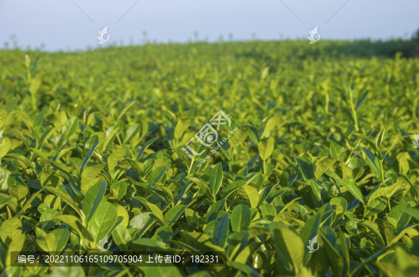烏龍茶茶樹茶葉