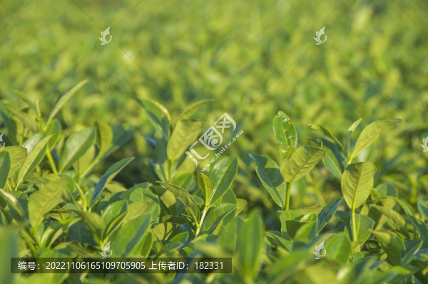 茶葉綠葉近照