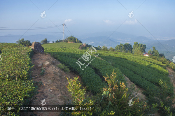 福建高山茶種植園景色