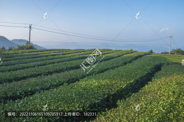 鐵觀音茶園