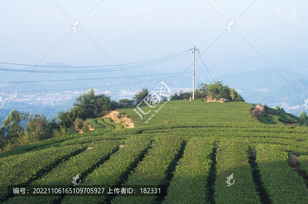 茶園茶樹風(fēng)景