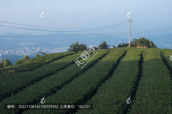 福建茶葉種植