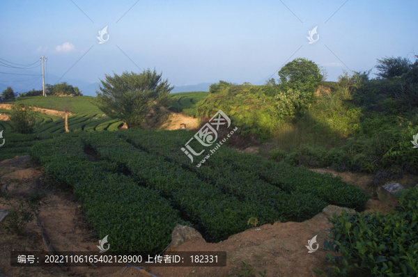 茶葉茶園景色