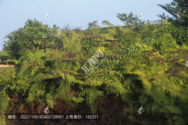 蕨類植物里白