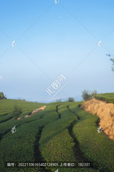 泉州茶葉種植風(fēng)光