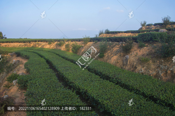 茶葉種植園風景