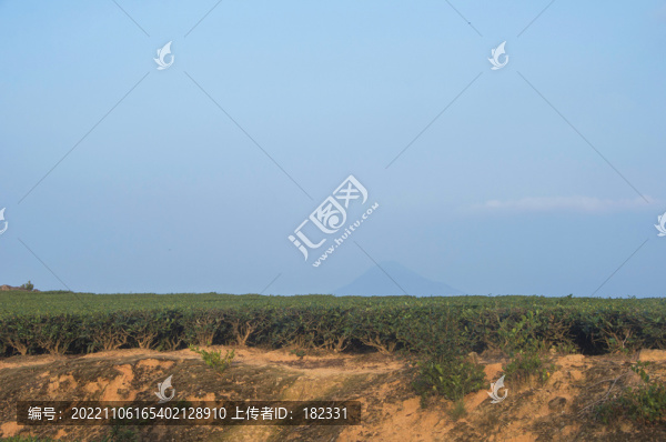 茶田掠影
