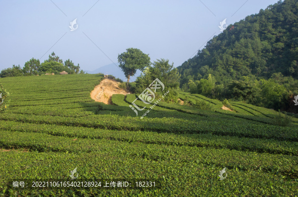 泉州高山茶園自然風(fēng)光