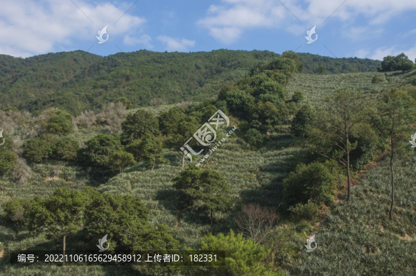 丘陵叢林菠蘿園
