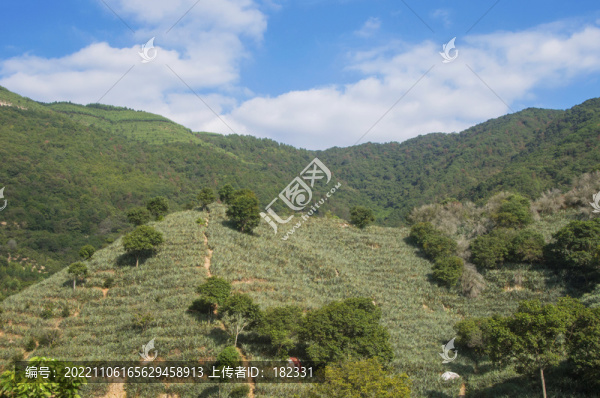 丘陵菠蘿種植園