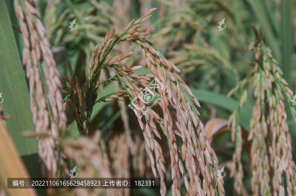 晚稻稻穗